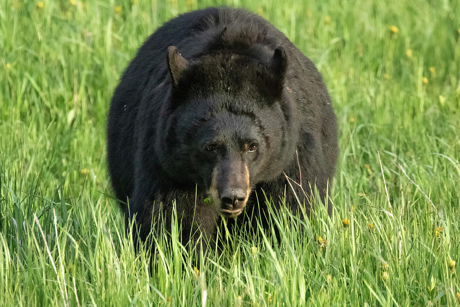 Black Bear Eating Grass In Yellowstone Photograph
