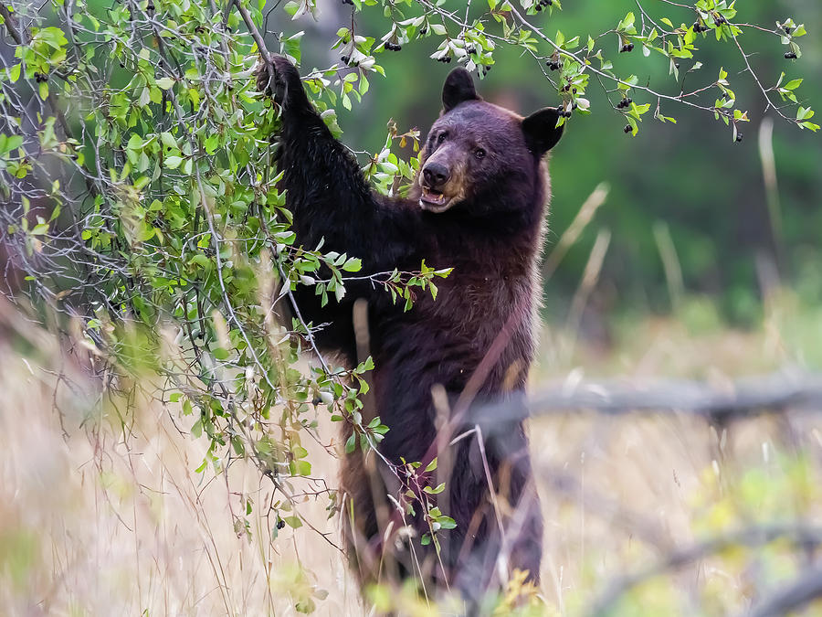 Black Bear Eating Hawthorn Berries Photograph By Volkmar Von Sehlen   Black Bear Eating Hawthorn Berries Volkmar Von Sehlen 