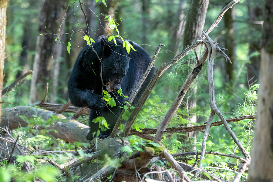 Black bear eating leaves on a log on the forest floor Photograph by Dan Friend