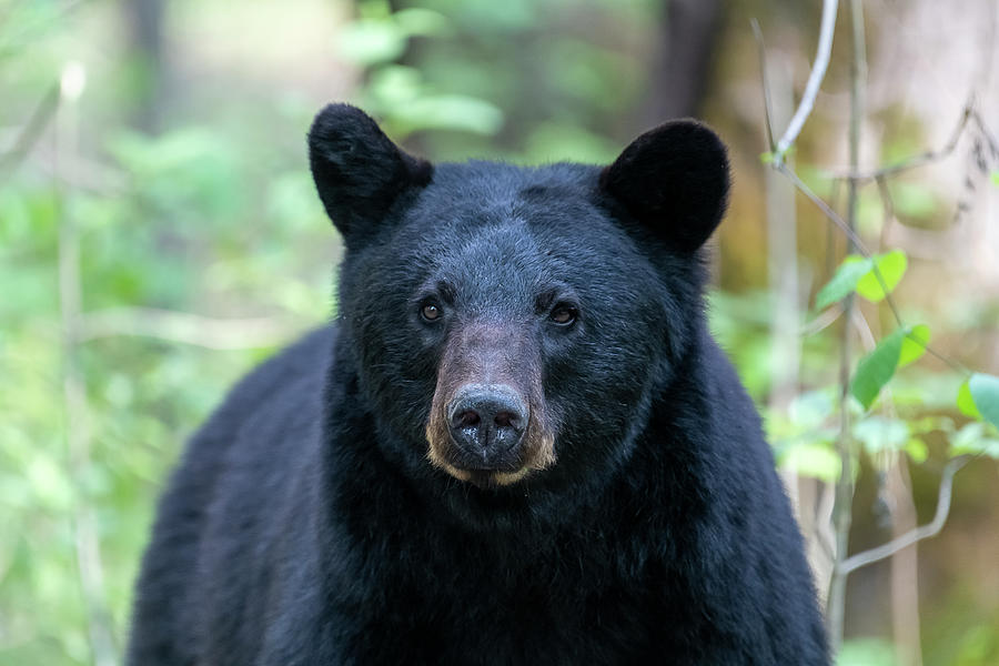 Black bear eyes staring Photograph by Dan Friend