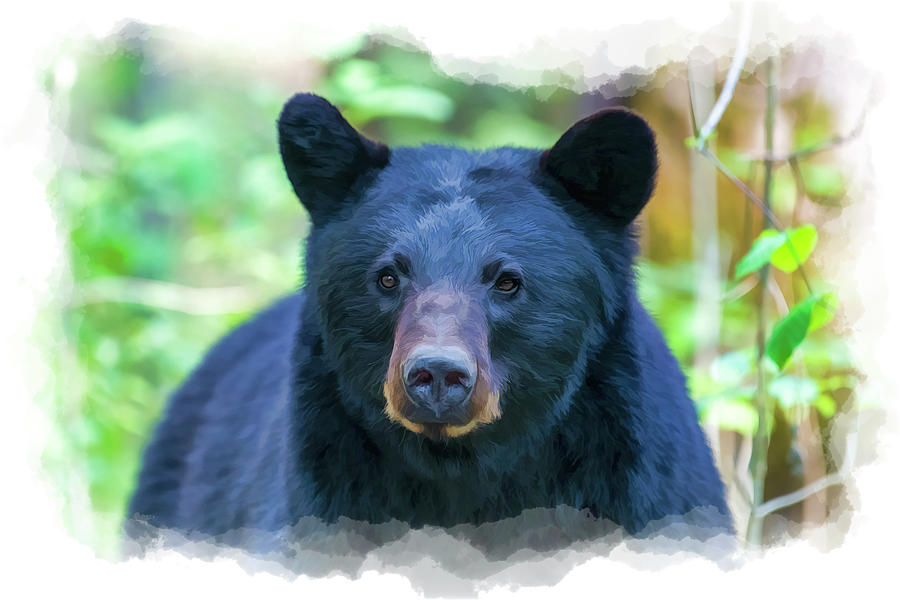 Black bear eyes staring    paintography Photograph by Dan Friend