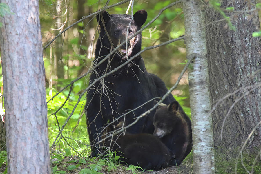 Black Bear Family 1 Photograph by Brook Burling