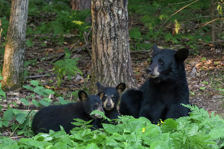 Black Bear Family 10 Photograph by Brook Burling