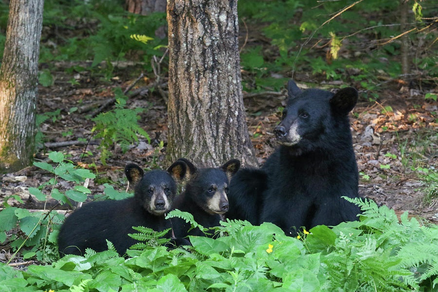 Black Bear Family 11 Photograph by Brook Burling