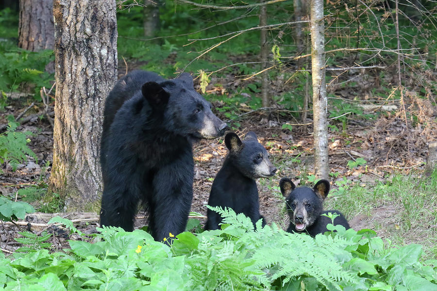 Black Bear Family 12 Photograph by Brook Burling