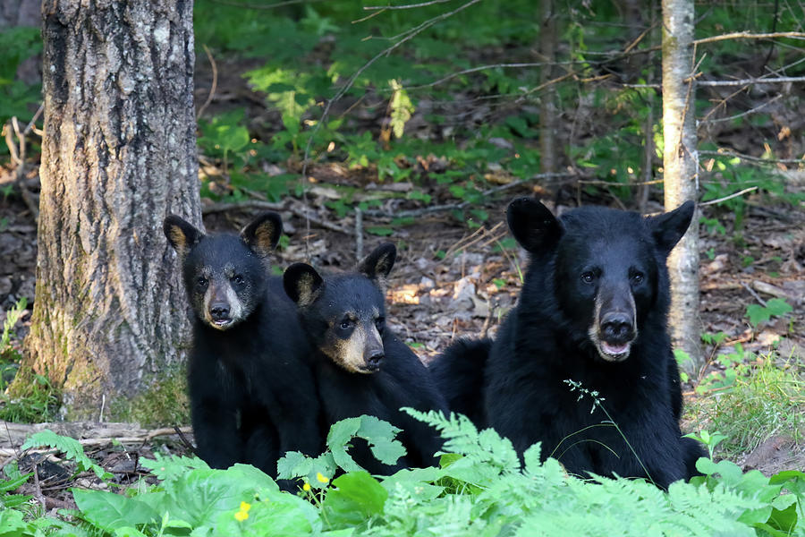 Black Bear Family 17 Photograph by Brook Burling