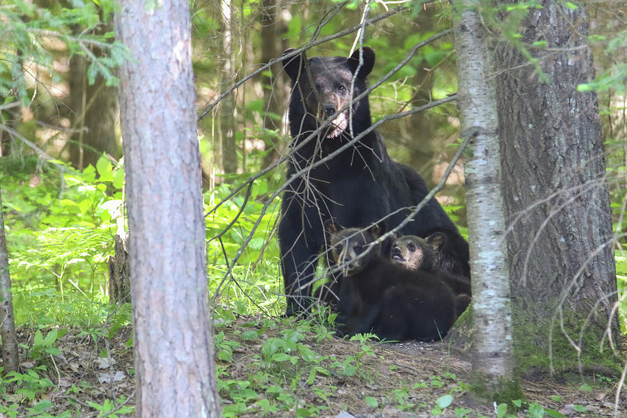 Black Bear Family 2 Photograph by Brook Burling