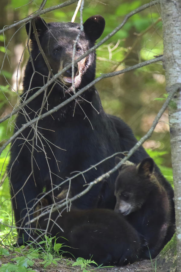 Black Bear Family 6 Photograph by Brook Burling