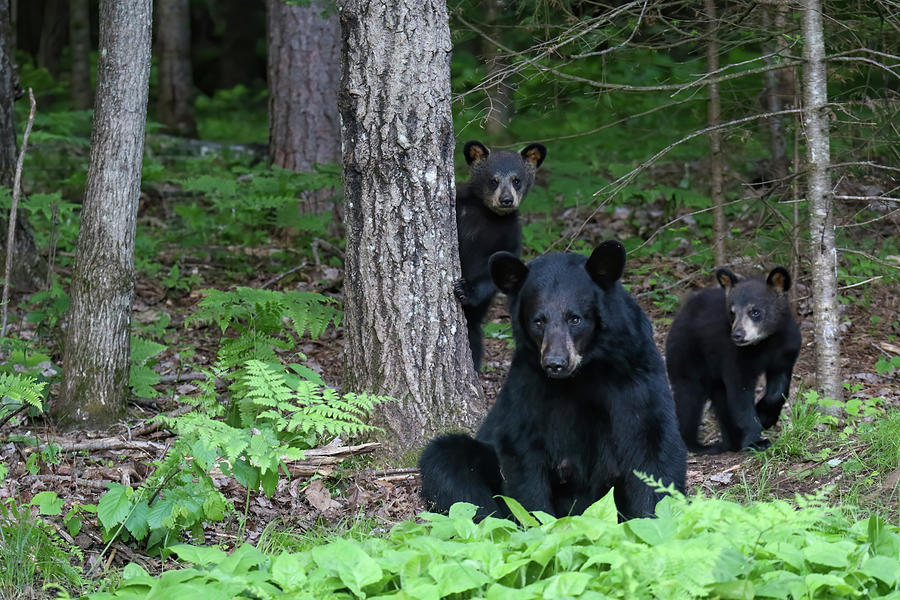Black Bear Family 7 Photograph by Brook Burling