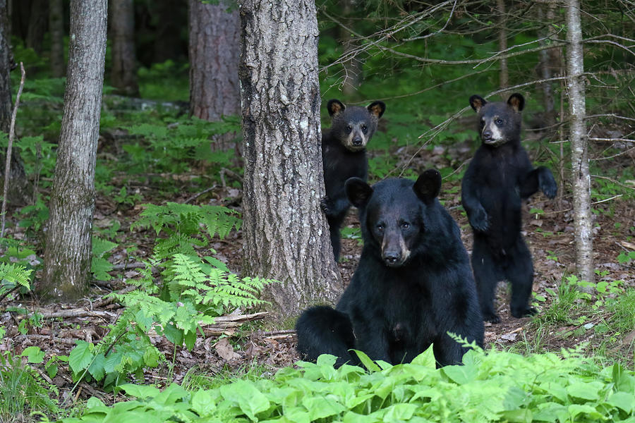 Black Bear Family Photograph by Brook Burling