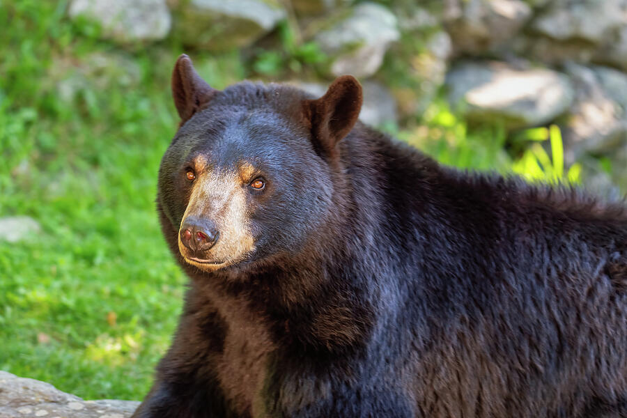 Black Bear - Fanny May - Grandfather Mountain NC Photograph by John ...