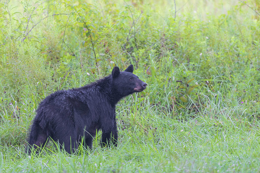 Black Bear Female In Cades Cove Smoky Mountains Photograph by Carol ...