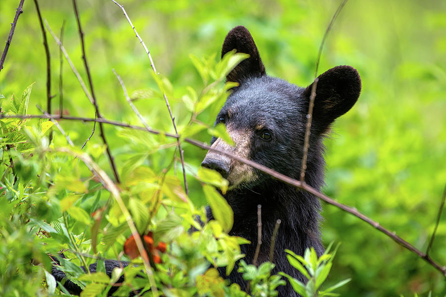 Black Bear Foraging for Berries Photograph by Robert J Wagner