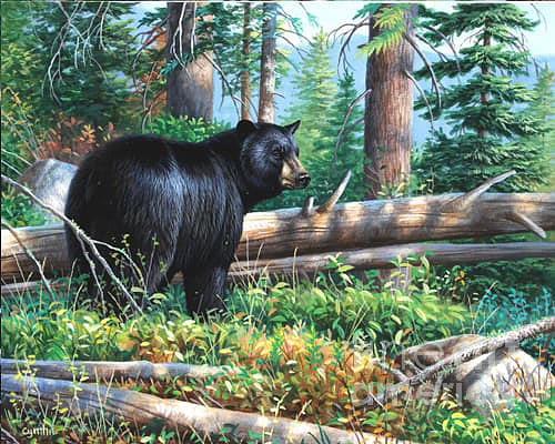Black Bear Painting - Black Bear Forrest by Cynthie Fisher