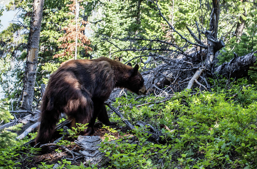 Black Bear - Grand Teton National Park Photograph by Rebecca Harding