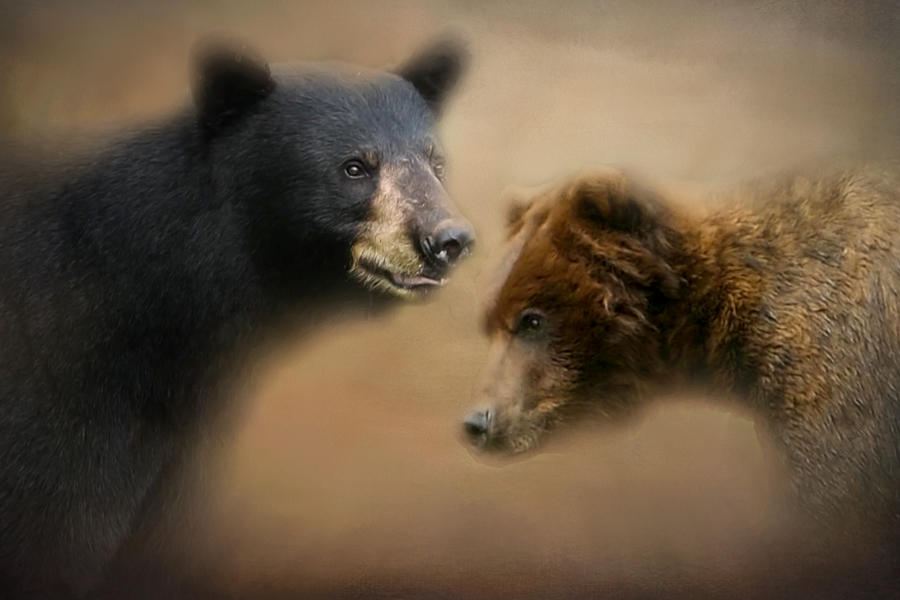 Black Bear  Grizzle Bear Together Painting Photograph by Sandra Js