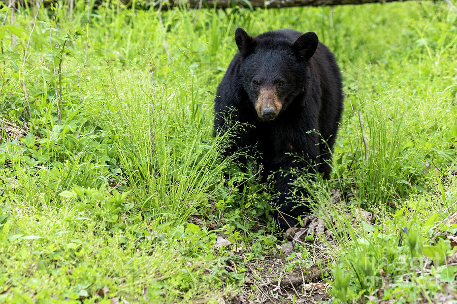 Black Bear GSMNP Photograph by Teresa Jack - Pixels