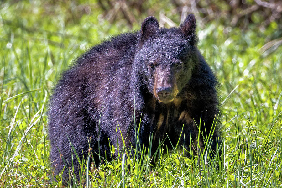 Black Bear in Cades Cove - Great Smoky Mountains National Park Photograph by Peter Ciro