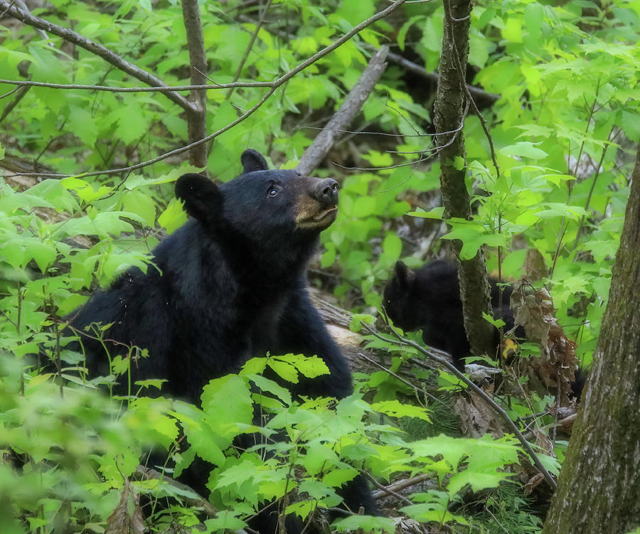 Black Bear In Cades Cove Tennessee Photograph by Dan Sproul
