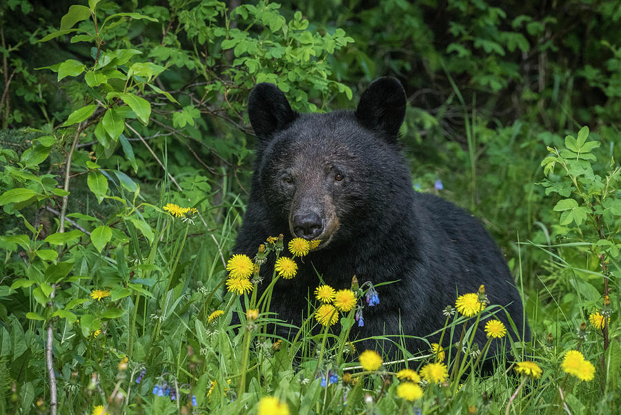 Black Bear in Dandelions Photograph by Bill Cubitt