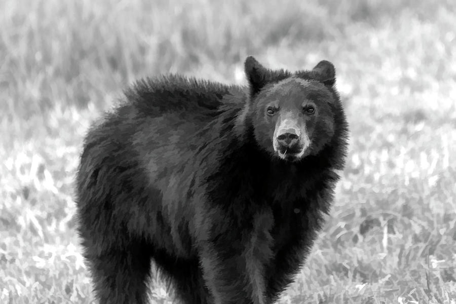 Black bear in field fur sticking up   paintography Photograph by Dan Friend