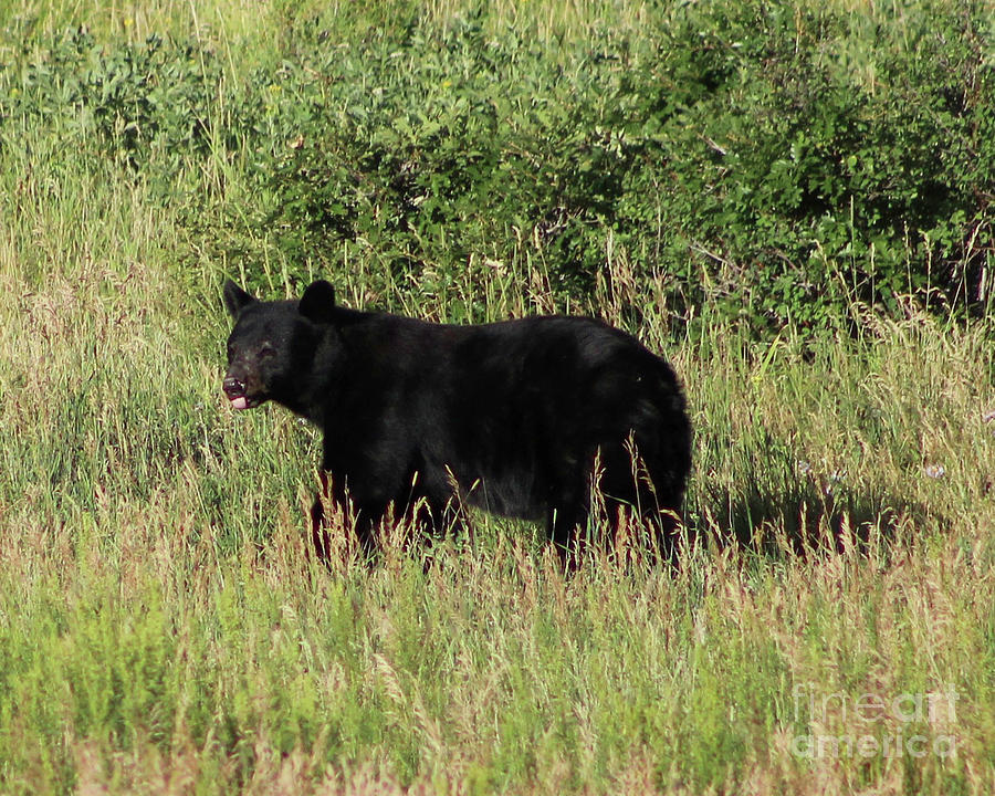 Black Bear in Field Photograph by Shirley Dutchkowski