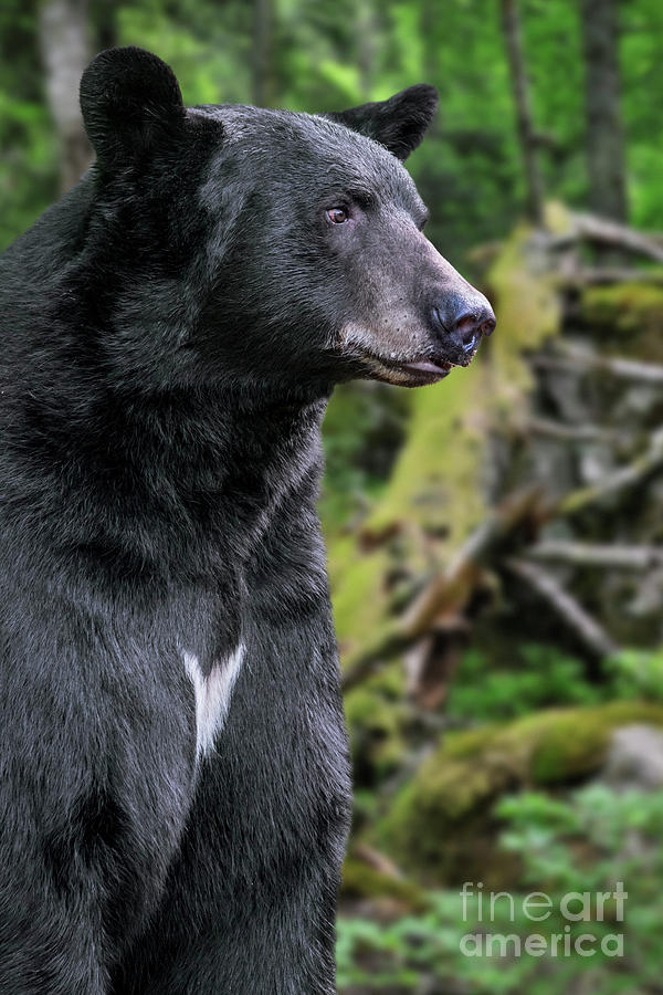 Black Bear in Forest Photograph by Arterra Picture Library