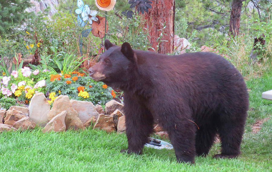 Black Bear in Garden Photograph by Rick Wilking