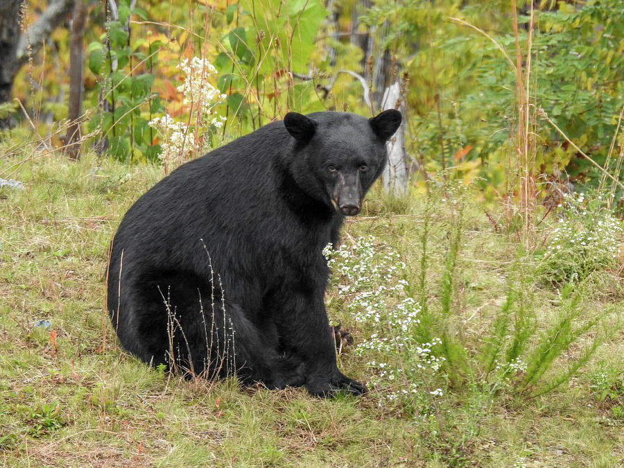 Black bear in Gatlinburg, Tennessee Photograph by Lisa Crawford - Fine