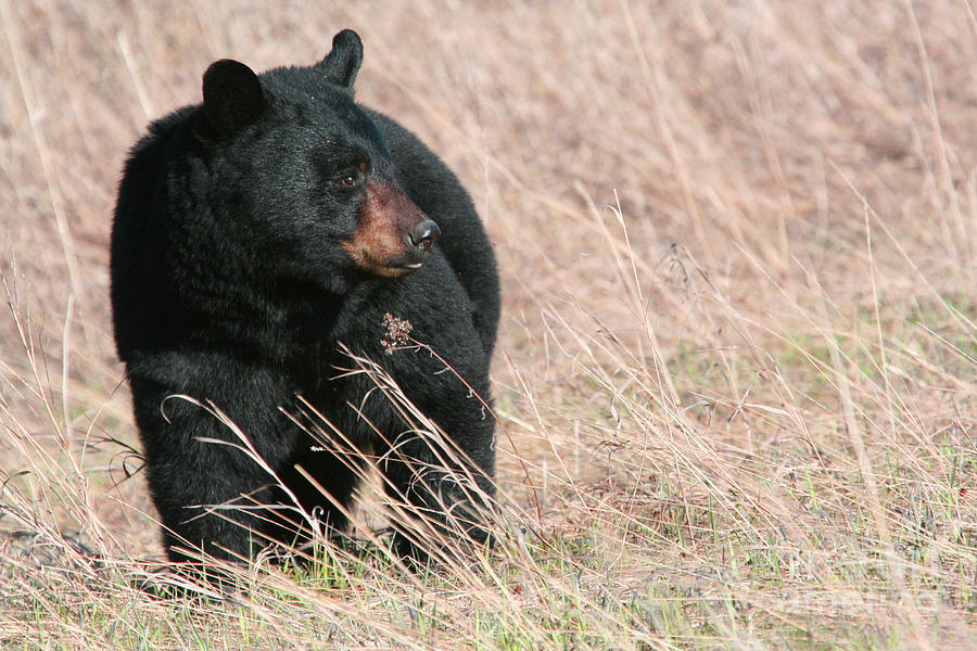 Black Bear in Grass Photograph by Karen Lindquist