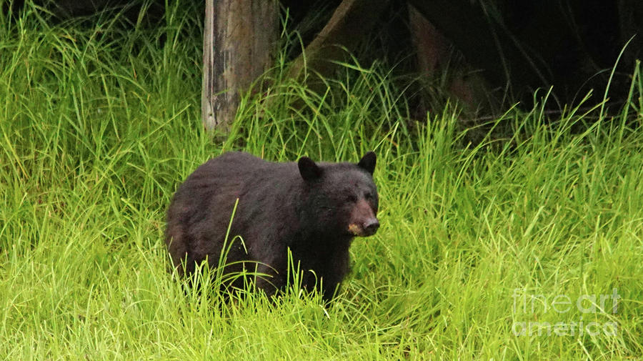 Black bear in grass Photograph by Steve Speights