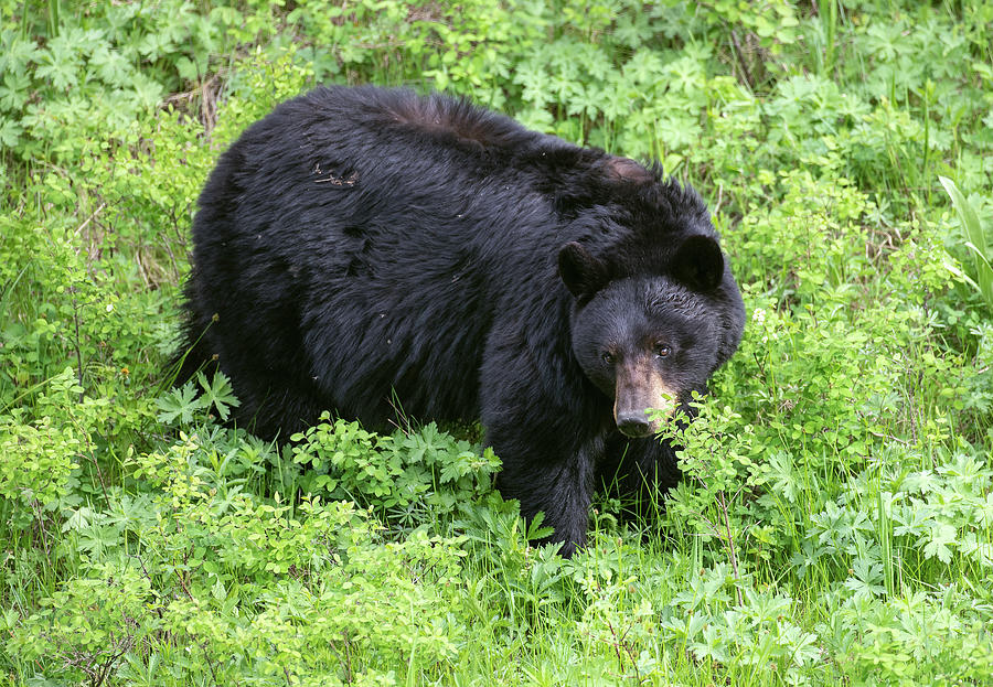 Black Bear in Greenery Photograph by Max Waugh