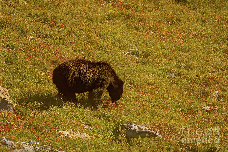 Black Bear in Huckleberry Meadow Photograph by Nancy Gleason