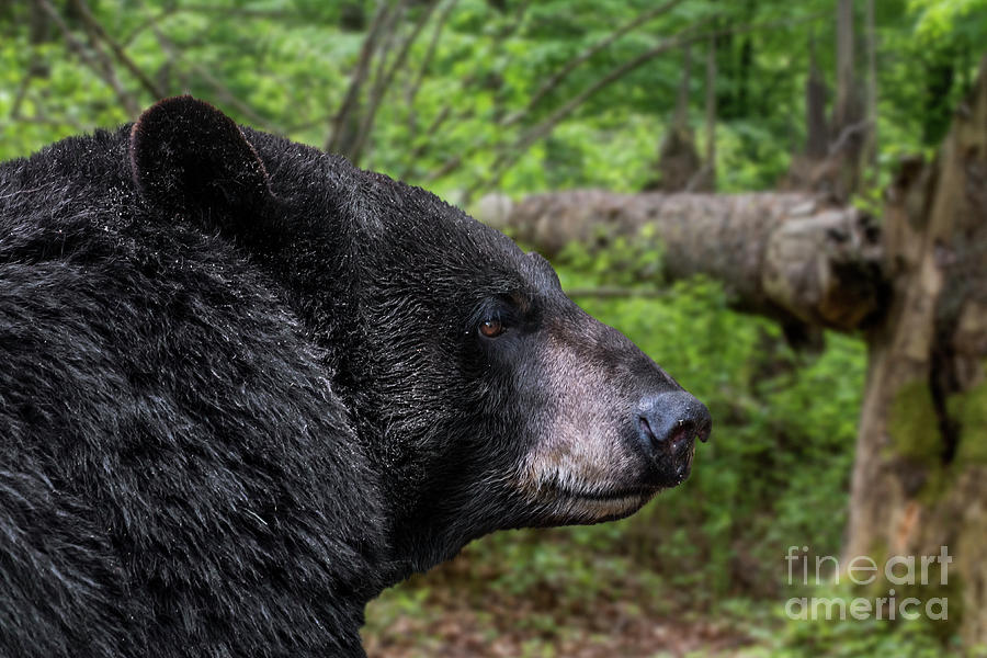 Black Bear in Pine Forest Photograph by Arterra Picture Library