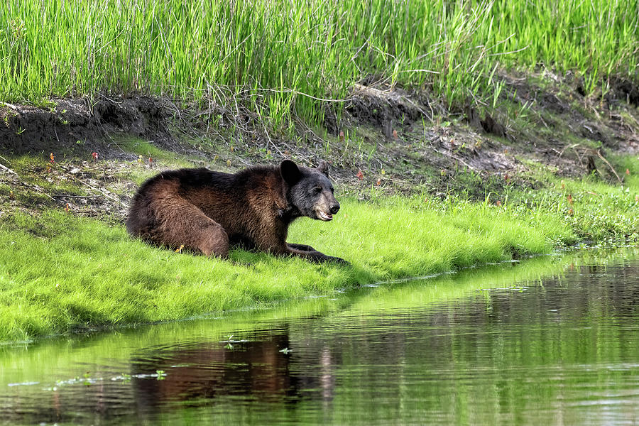 Black Bear in Spring Photograph by Fon Denton