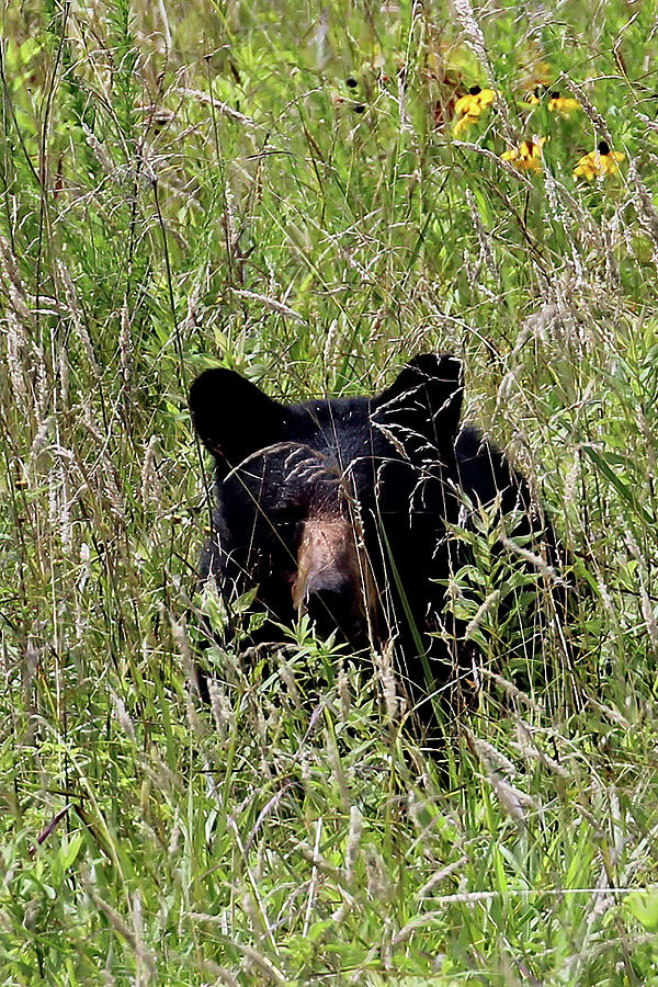 Black Bear In The Cove Photograph by Jennifer Robin