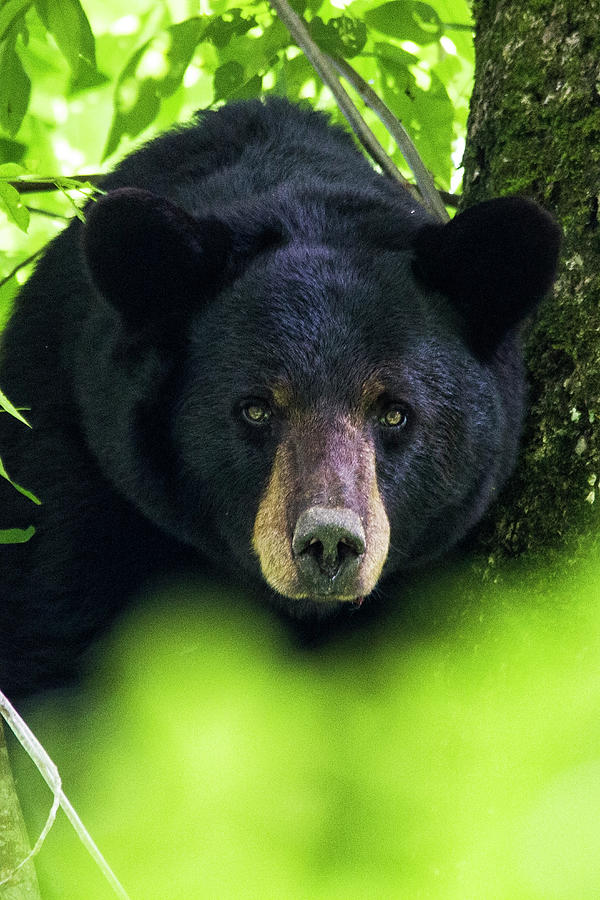 Black Bear in the Croatan National Forest Near New Bern NC Photograph by Bob Decker