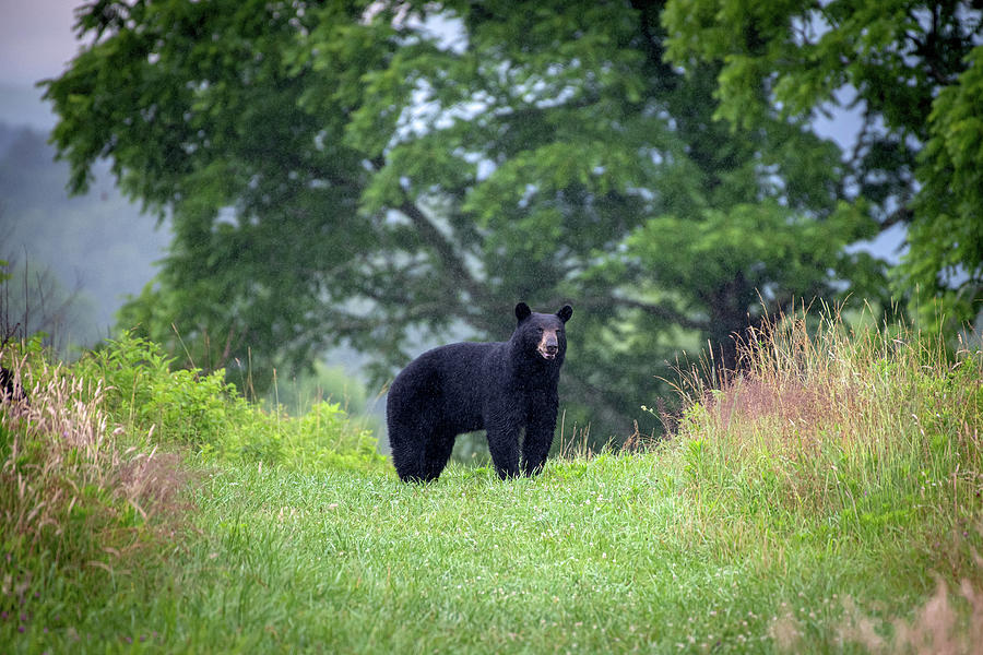 Black Bear in the Rain Photograph by Robert J Wagner