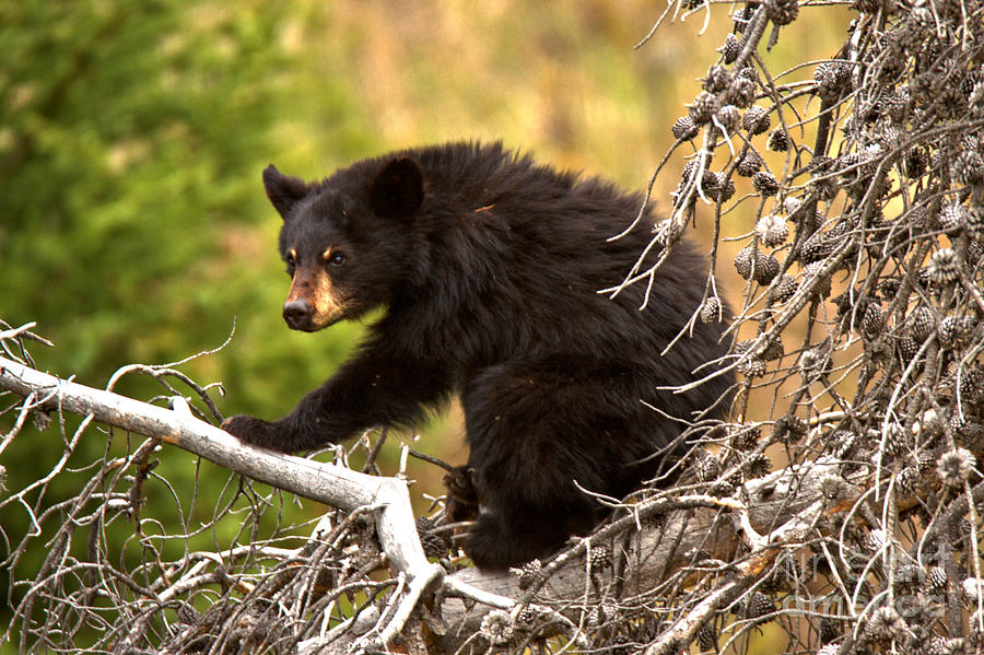 Black Bear In The Yellowstone Tree Tops Photograph by Adam Jewell