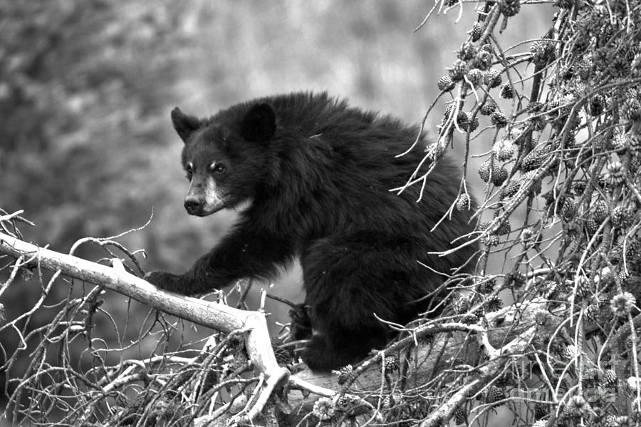 Black Bear In The Yellowstone Tree Tops Black And White Photograph by Adam Jewell