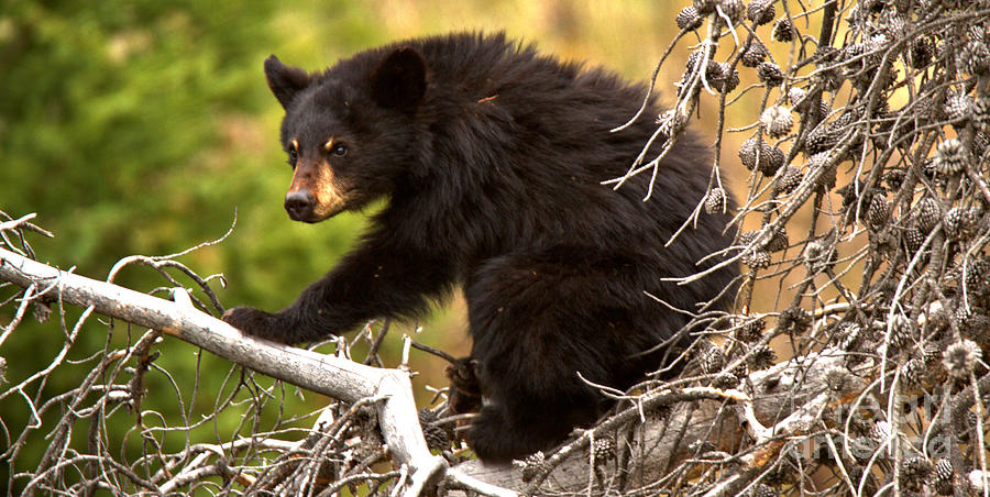 Black Bear In The Yellowstone Tree Tops Crop Photograph by Adam Jewell