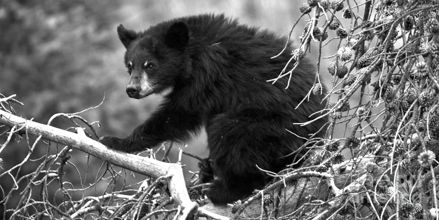 Black Bear In The Yellowstone Tree Tops Crop Black And White Photograph by Adam Jewell