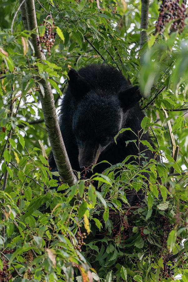 Black bear  in tree eating fruit berries Photograph by Dan Friend