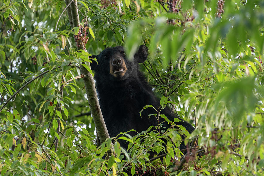 Black bear  in tree looking down Photograph by Dan Friend