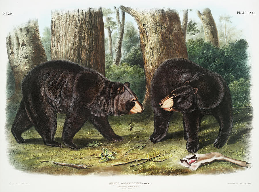 Black Bear. John Woodhouse Audubon Illustration Mixed Media by World Art Collective