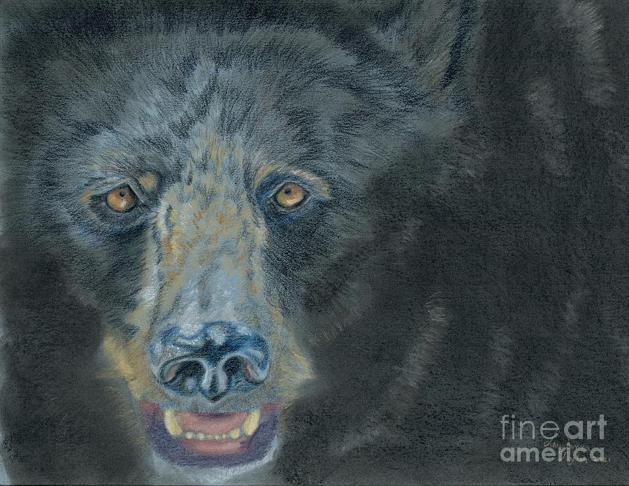 Black Bear Drawing by Laurianna Taylor