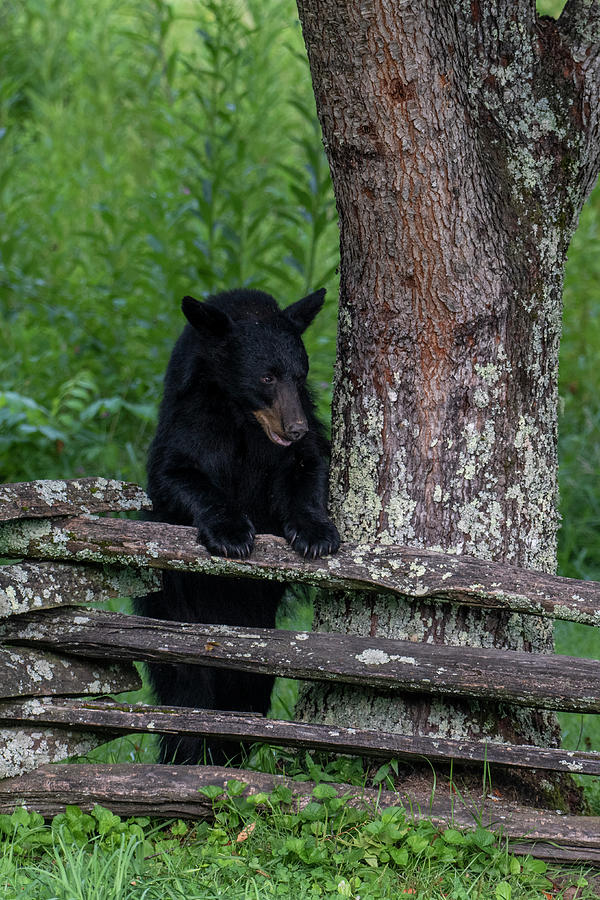 Black bear  leaning on the fence Photograph by Dan Friend