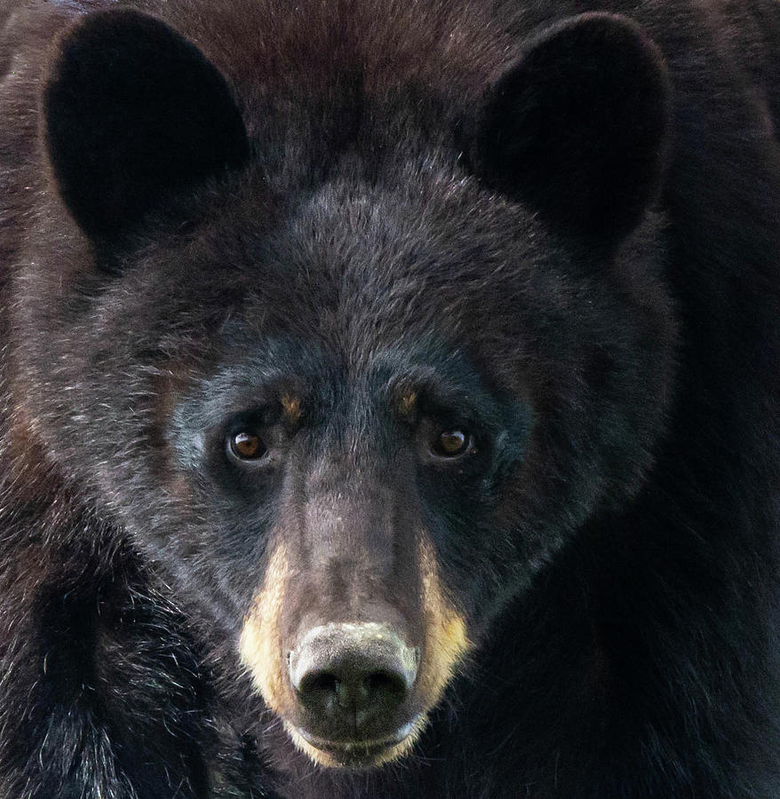 Black Bear Photograph by Linda Eszenyi - Fine Art America