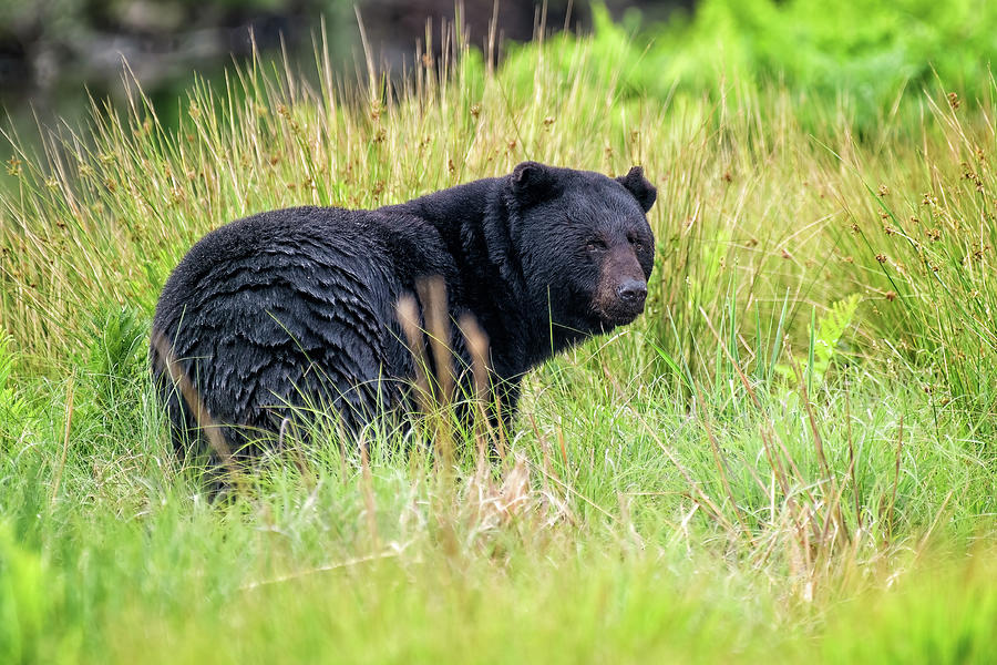 Black Bear Looking Back Photograph by Fon Denton - Fine Art America