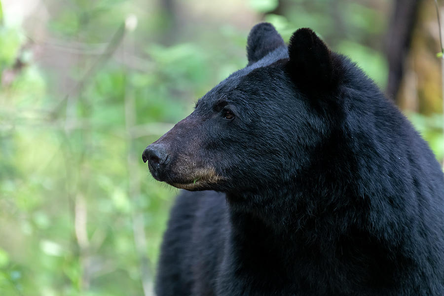 Black bear looking to the side Photograph by Dan Friend